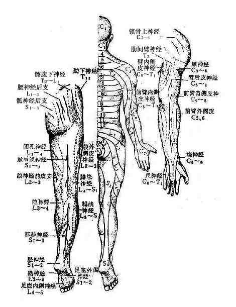 神經反射