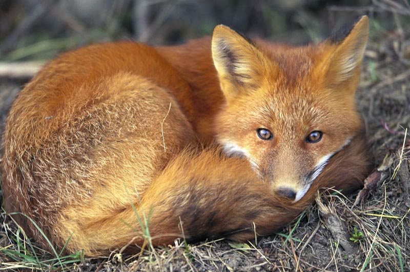 紅褐色赤狐-135