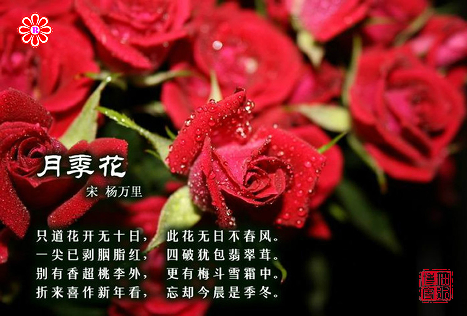 月季花(詩詞選賞)