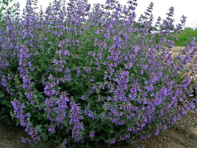 六巨山荊芥