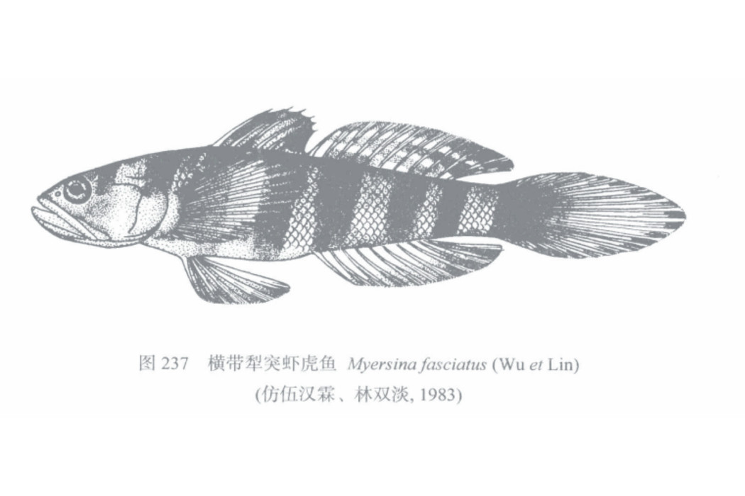 橫帶犁突蝦虎魚