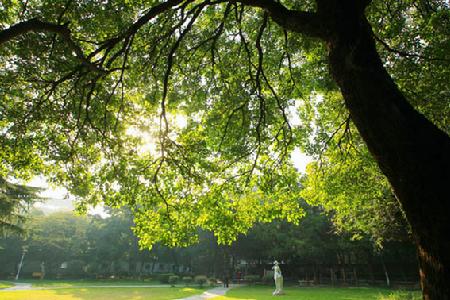 安徽相山國家森林公園樹木