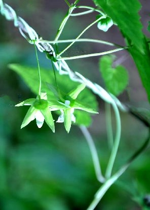 小花黨參