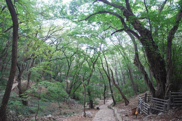 安徽皇藏峪國家森林公園