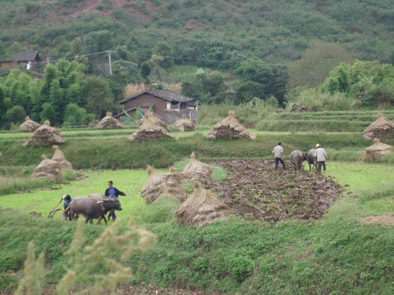 石澗村(雲南省楚雄楚雄市蒼嶺鎮石澗村)