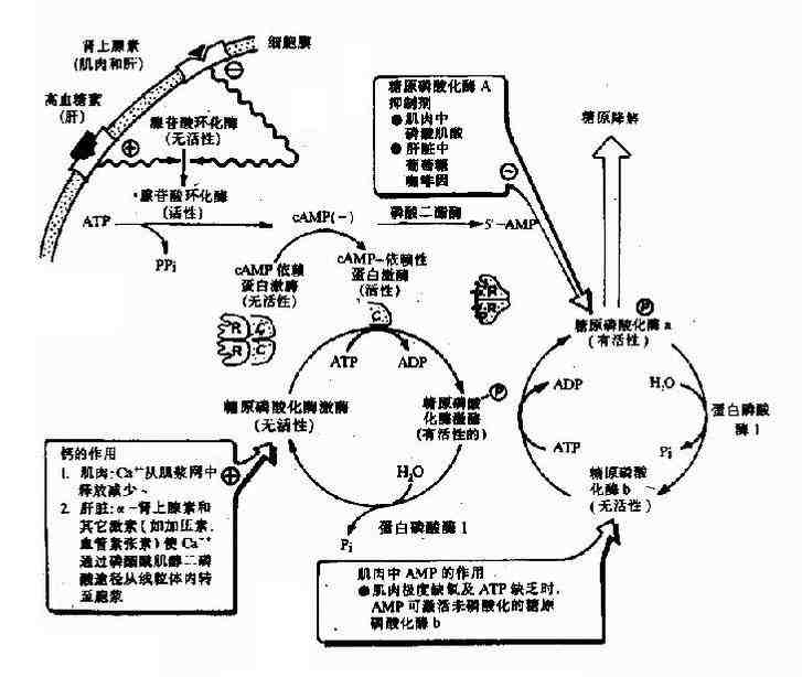 糖原(糖元)