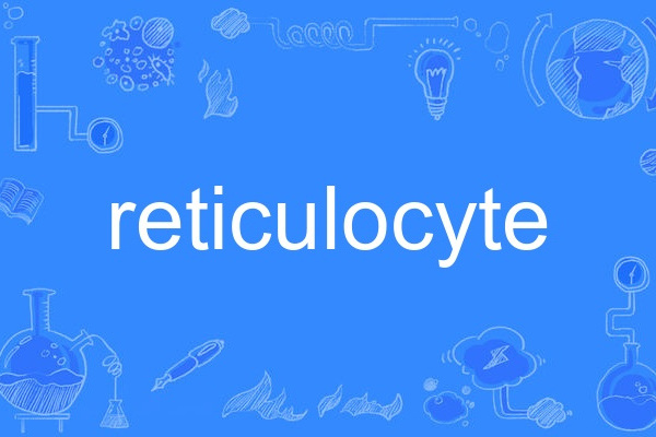 reticulocyte