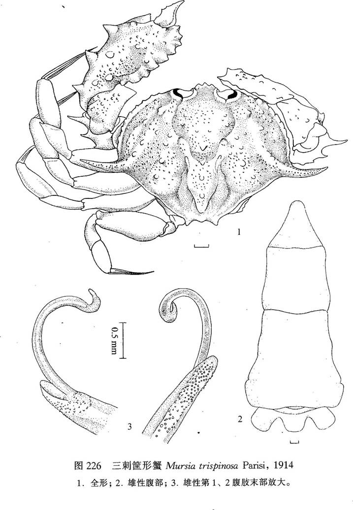 三刺筐形蟹