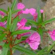 鳳仙花屬(Impatiens)