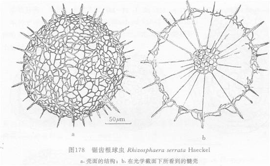 鋸齒根球蟲