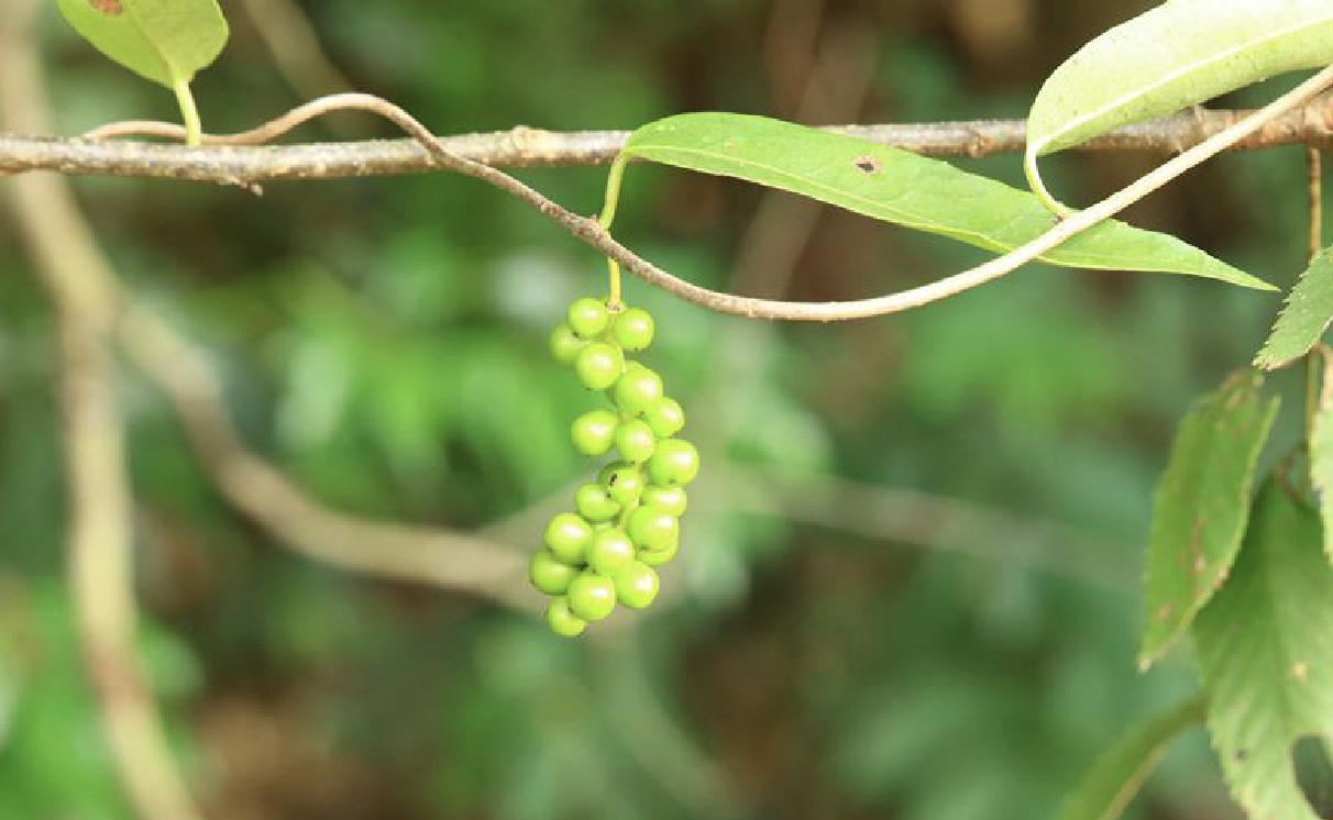 鐵箍散