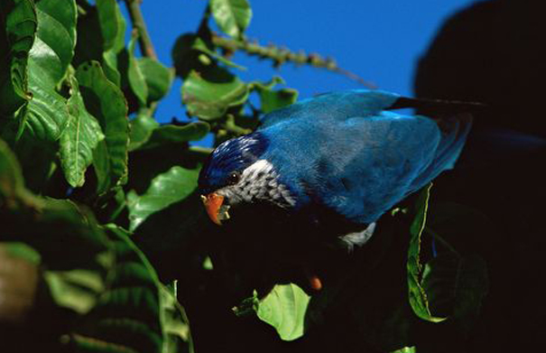 深藍吸蜜鸚鵡(圖5)