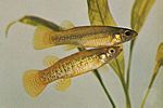 Fundulus chrysotus，鱂的一種。