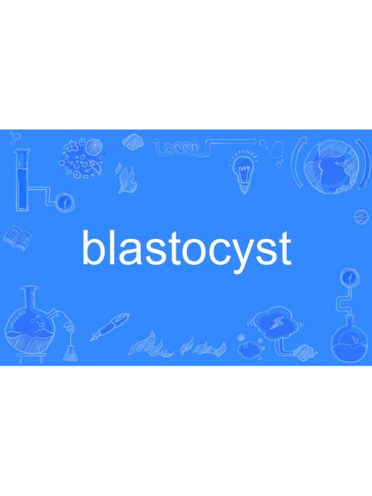 blastocyst