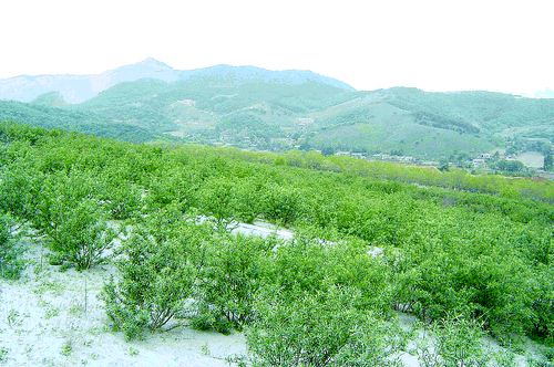 礦山廢棄地植被