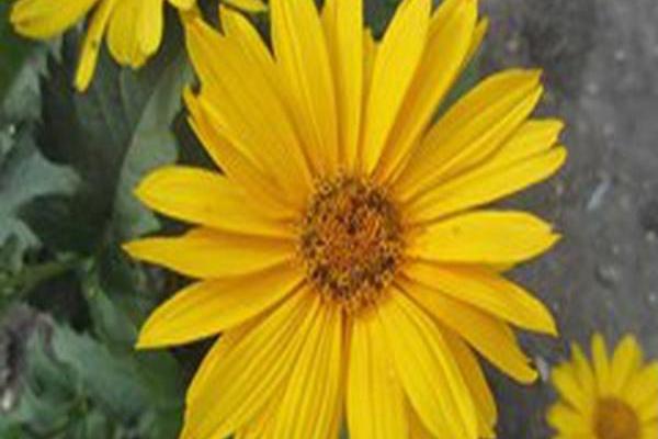 Heliopsis helianthoides var. scabra \x27Venus\x27