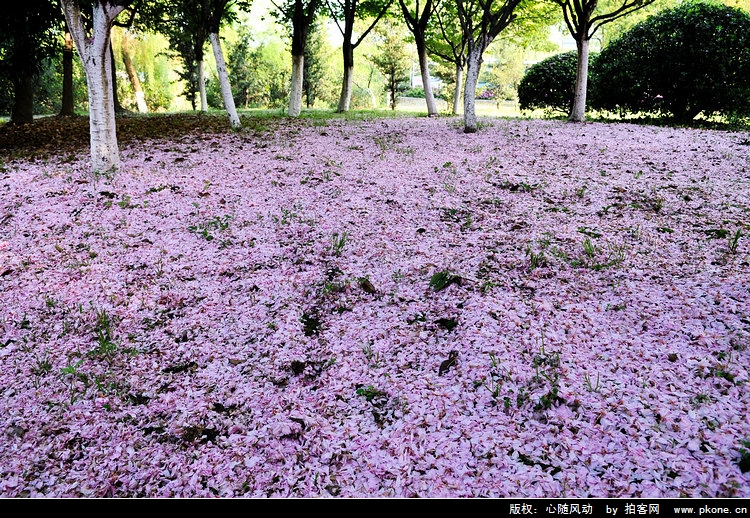 海棠花雨