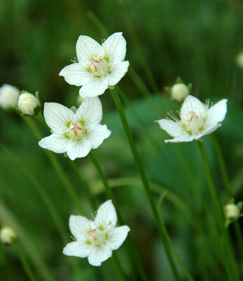 鹽源梅花草