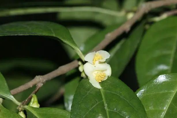 小花金花茶無性系12號