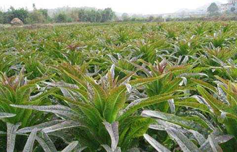 圖2 永安萵苣種植基地