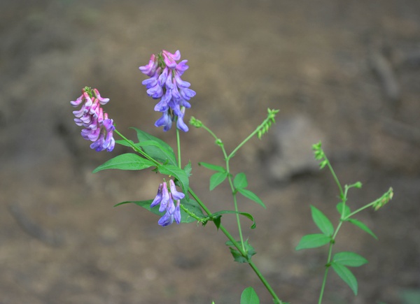 白花歪頭菜（變型）