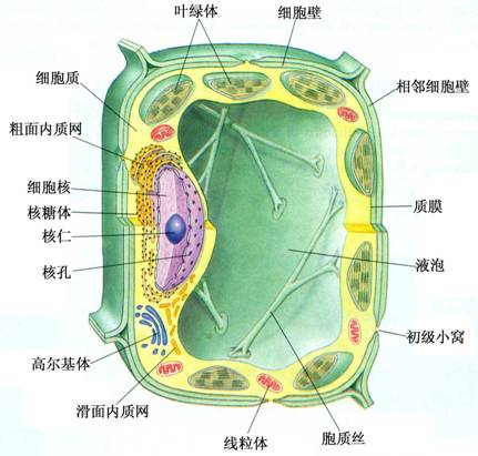 真核細胞