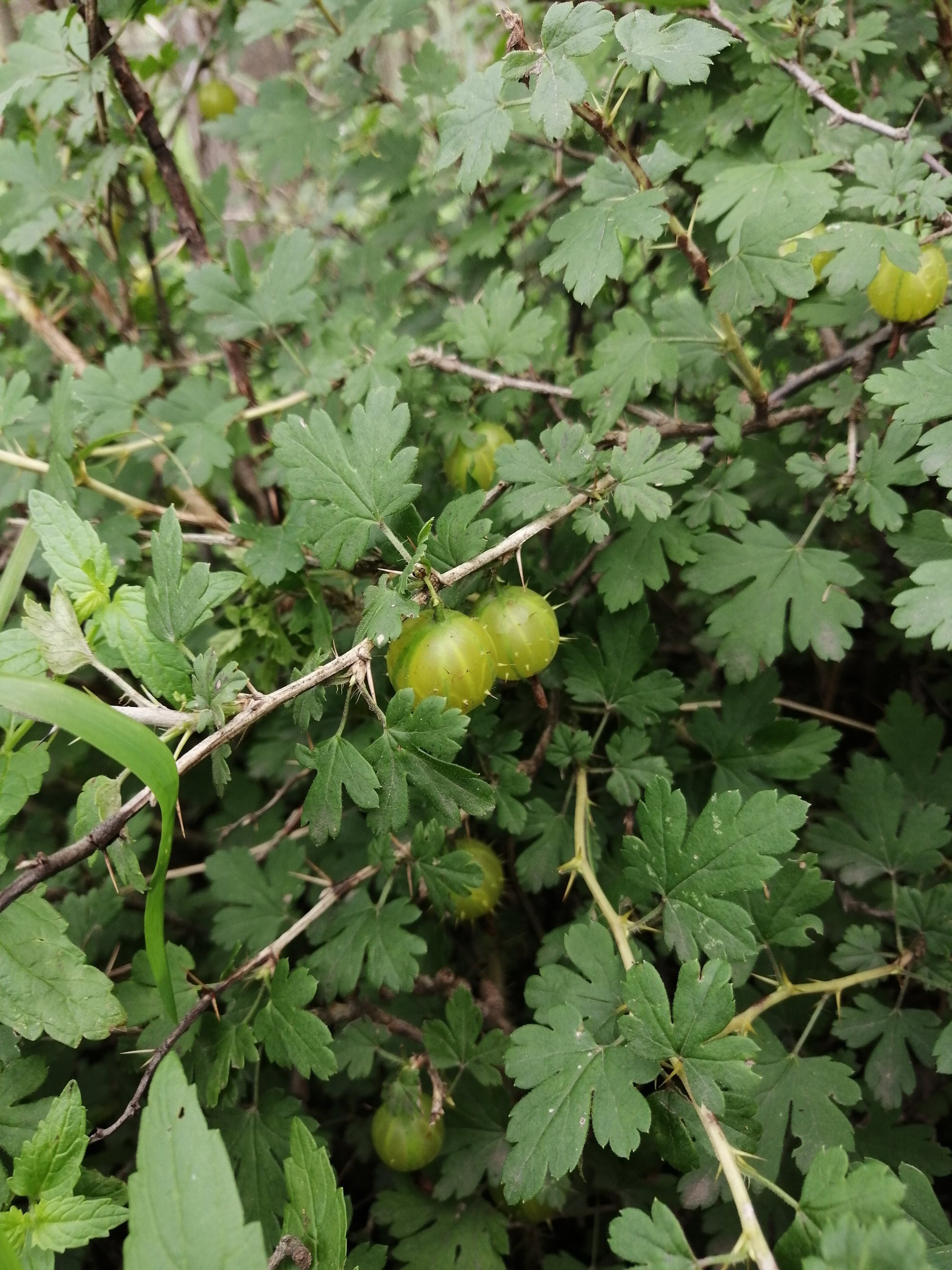 刺果茶藨子(刺梨（虎耳草科茶藨子屬植物）)