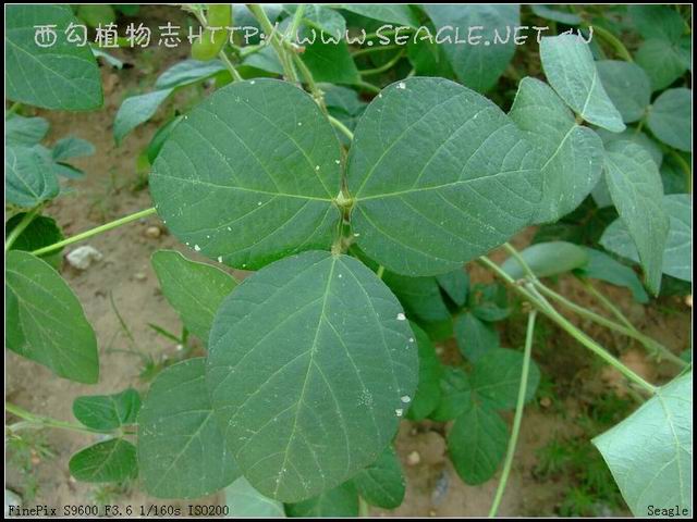 豆油(食用油)