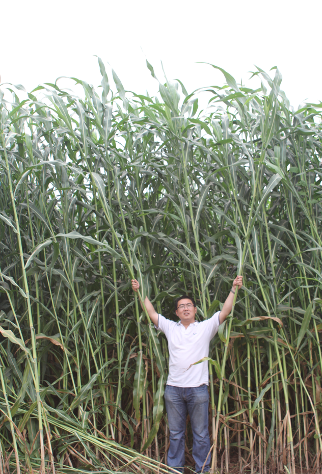 甜高粱種植技術