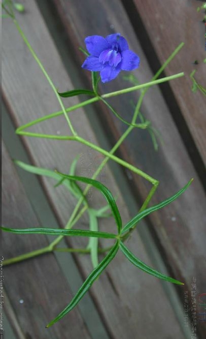 金沙翠雀花