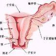 陰道持續少量流血