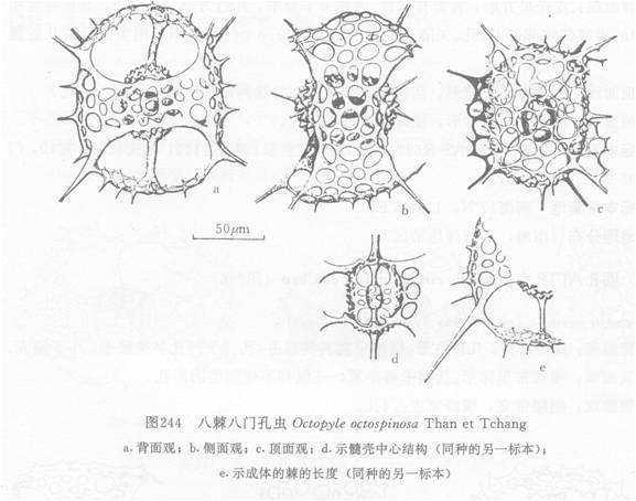 八棘八門孔蟲