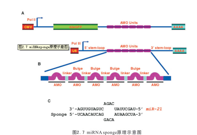 微小RNA