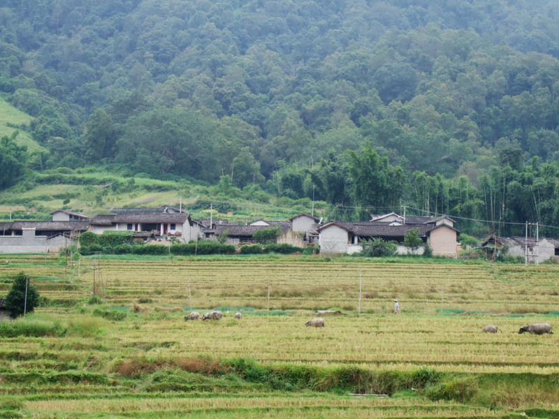 伙草坪村