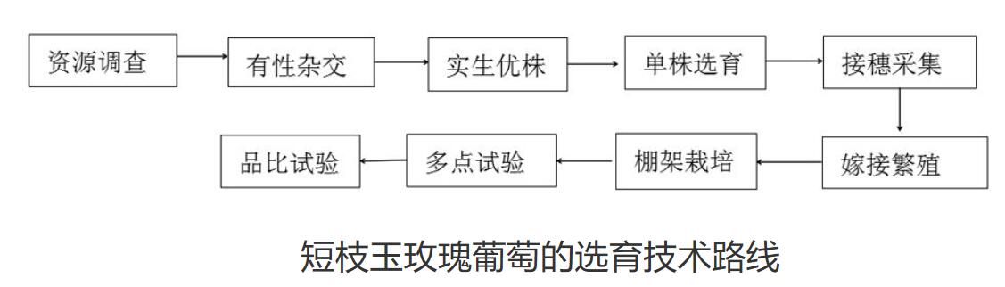 短枝玉玫瑰