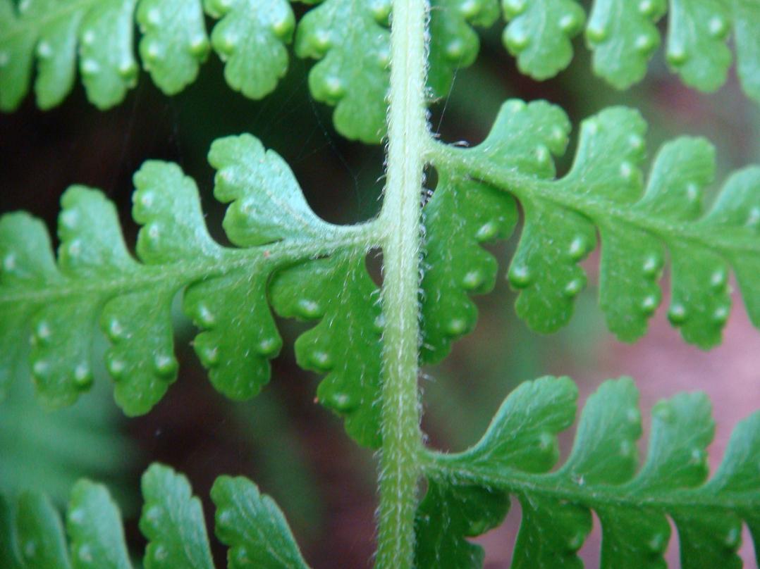 蕨類植物類