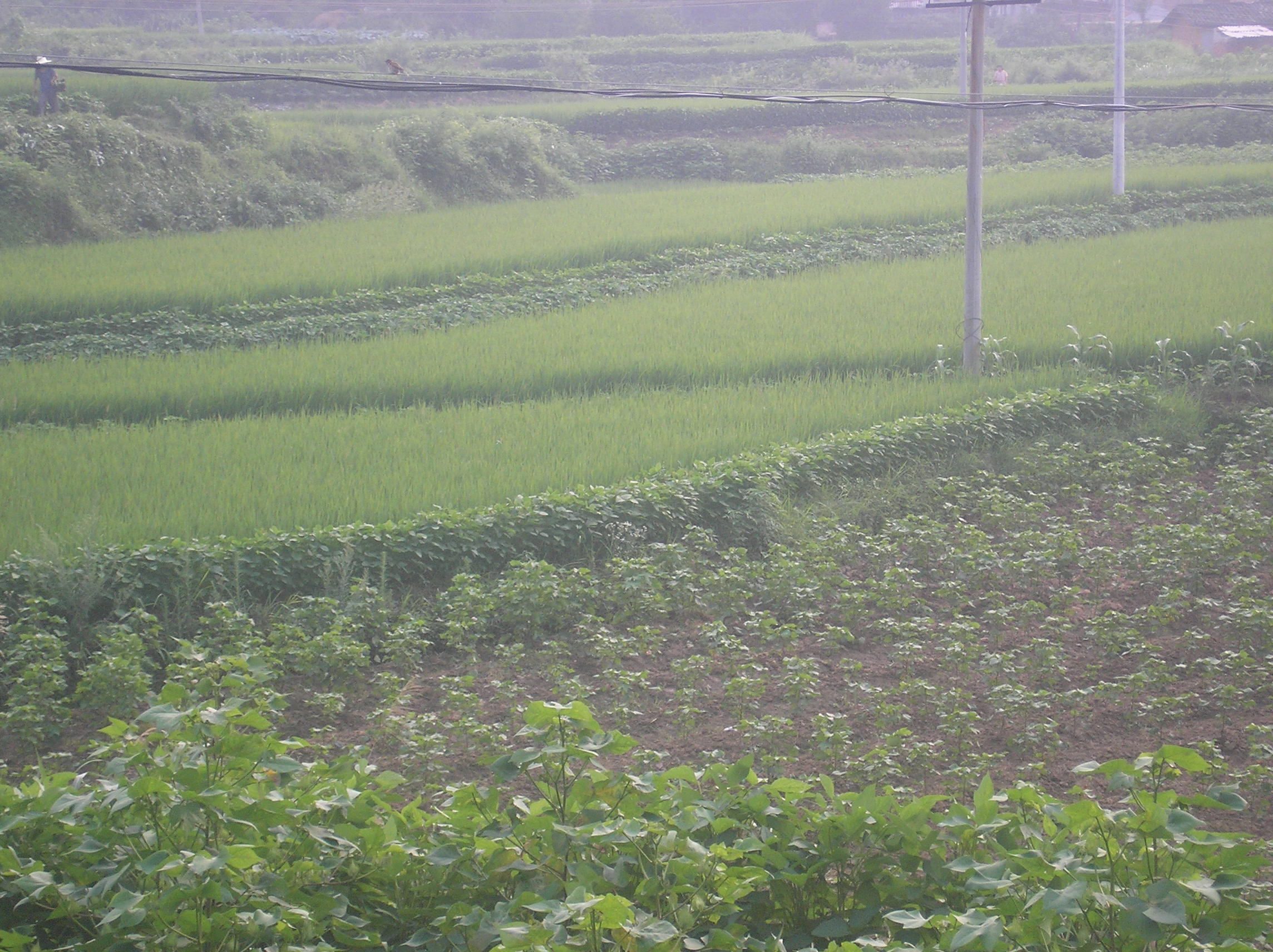 黃婆坳村