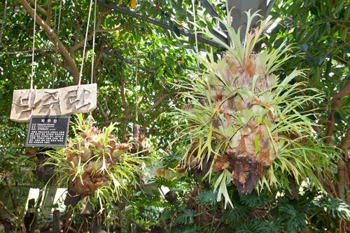 如美地植物園