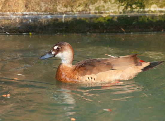 巴西鳧(圖4)