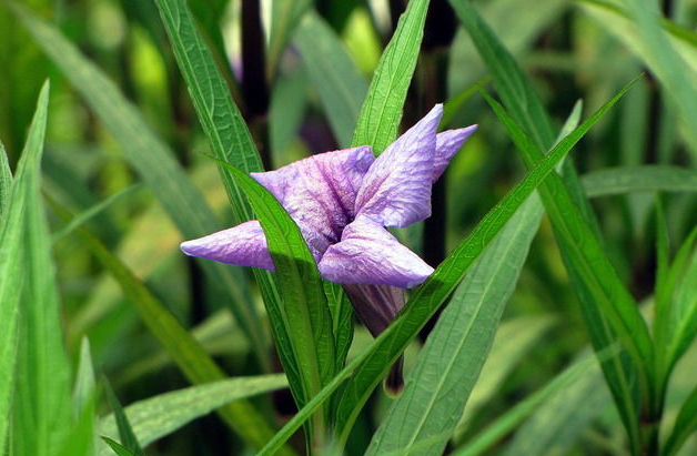 紫靛(植物)