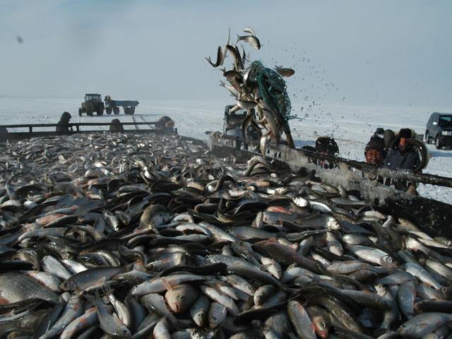 達里湖鯽魚