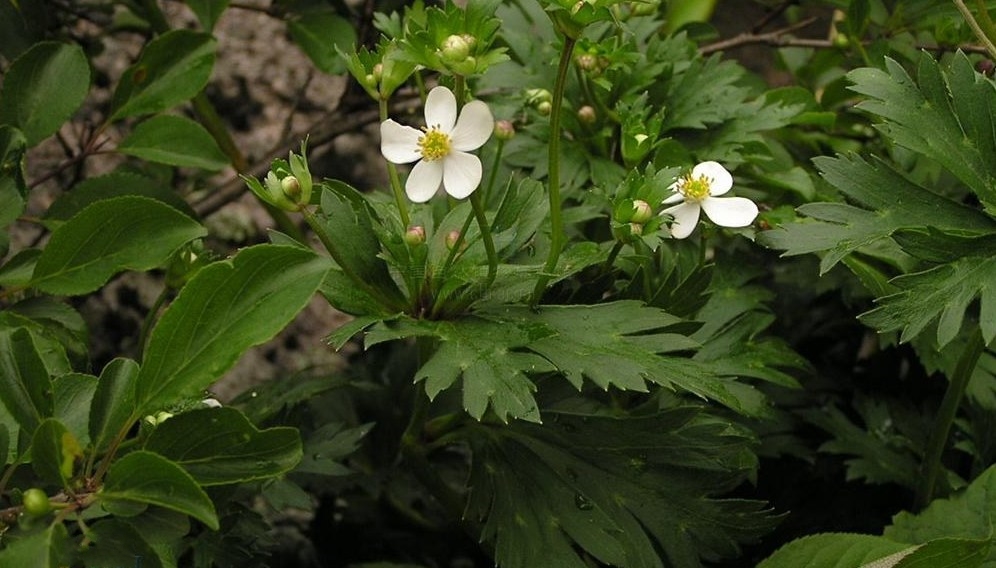 山東銀蓮花