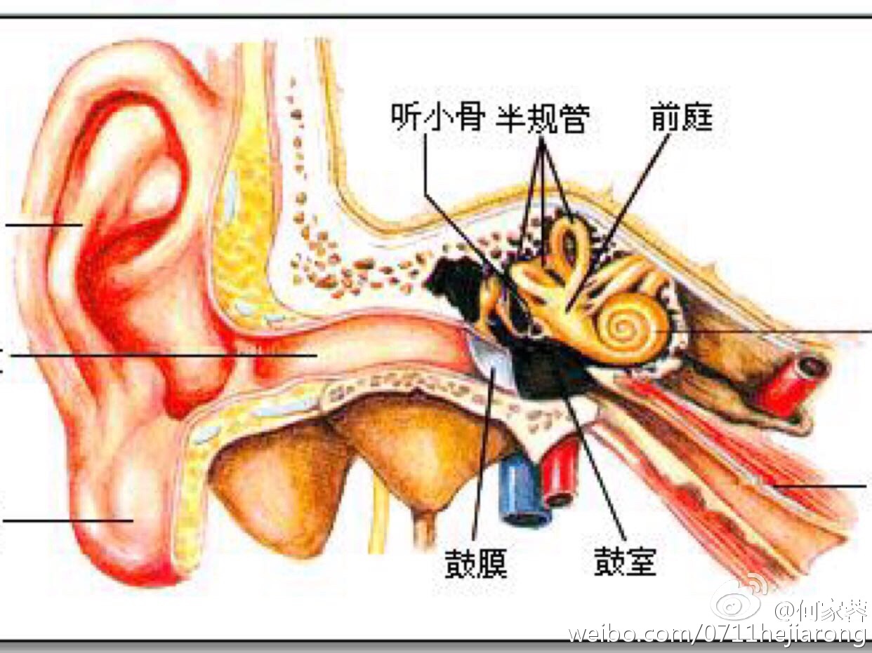 中耳