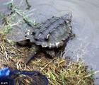美洲淡水泥龜