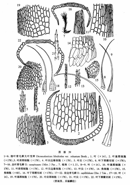 細葉青毛蘚大葉（變種）