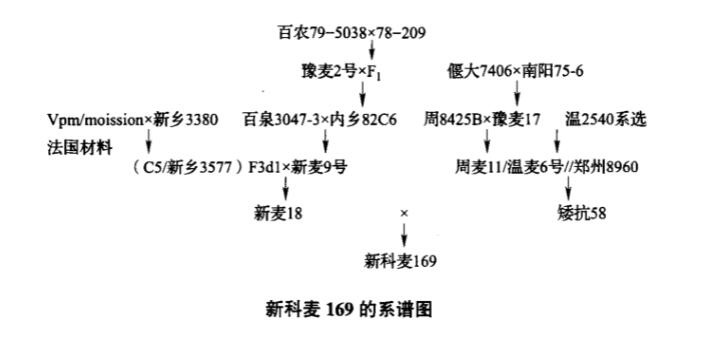 新科麥169