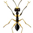 赭常足螯蜂