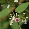 雞屎藤(雞矢藤（茜草科雞矢藤屬植物）)