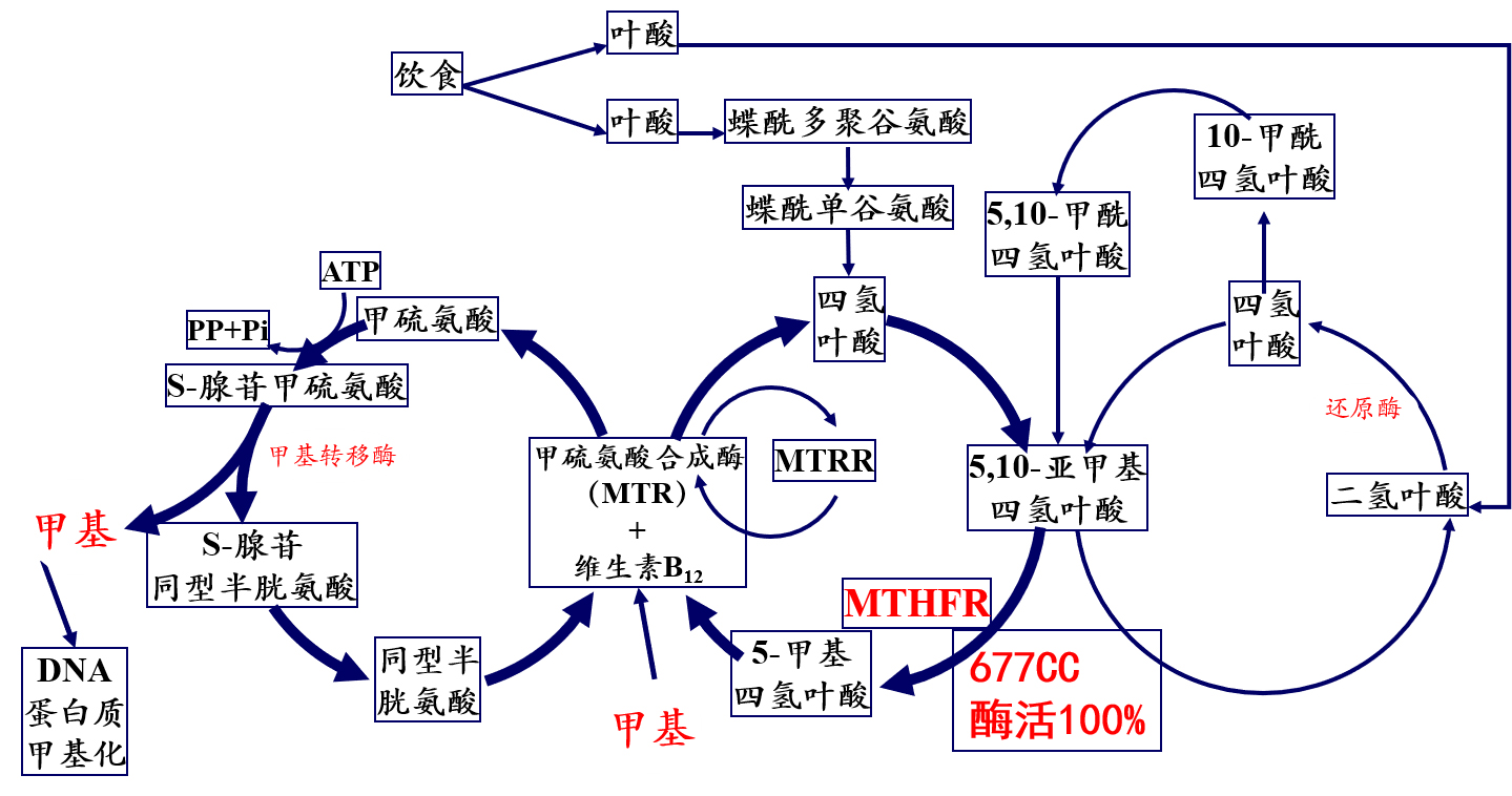 合成葉酸