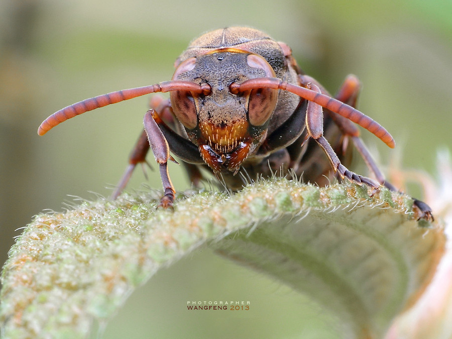 斑翅螯蜂